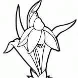 Campânula-branca