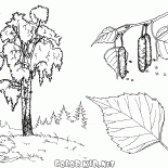 Bétula