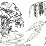 Salgueiro
