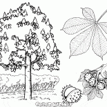 Castanheiro