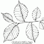 Elm folhagem