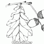 Frutos do carvalho