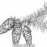 Filiais Spruce com cones