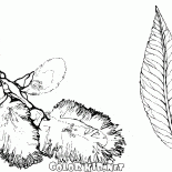 Frutos de salgueiro