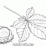 Frutas e folhas de castanheiro