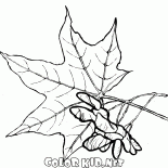 Folhas de plátano e sementes