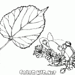 Limes folhagem