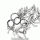 Juniper em flor
