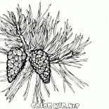 Pinheiro em flor
