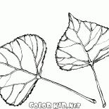As folhas de álamo