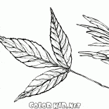 Folhas e sementes de cinzas