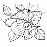 Hazel fruta