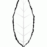Cereja folha