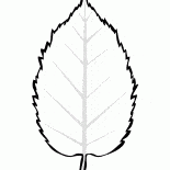 Folha de amieiro