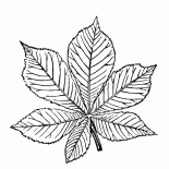Folhas de castanheiro