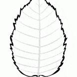 Folhas de bétula