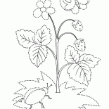 Blooms strawberry verão