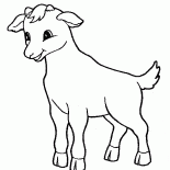 Cabra pequena