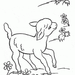 Carneiros engraçados