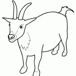 Cabra alerta
