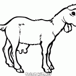 Cabra nova em uma caminhada