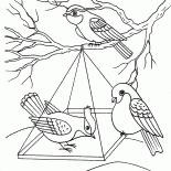 Aves em um alimentador