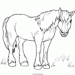 Cavalo para uma caminhada