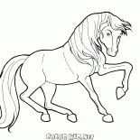 Cavalo em movimento