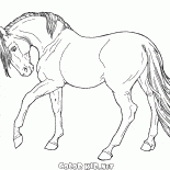 O cavalo vai lento