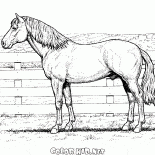 Cavalo em uma exploração agrícola