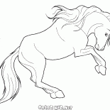 Cavalo zeloso