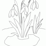 Snowdrops