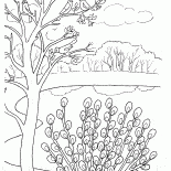 Salgueiro