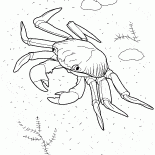 Oceano Crab
