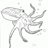 Polvo no Oceano