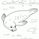 Seal relaxante