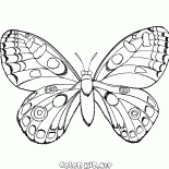 Borboleta em vôo