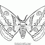 Borboleta no outono