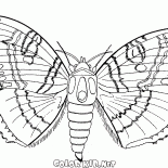 Borboleta e verão