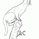 Gato abissínio
