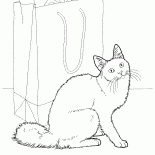 Angora cat