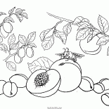 Pêssego, damasco, ameixa