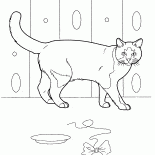 Gato doméstico