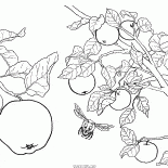 Árvore de Apple da fruta