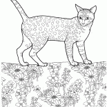 Mau egípcio