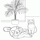 Gato birmanês