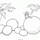 Citrino