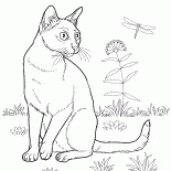 Bombay gato