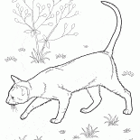 Oriental Shorthair