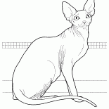 Sphynx canadense